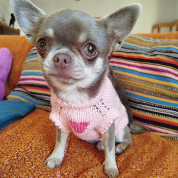 Pull Rosemary pour petit chien