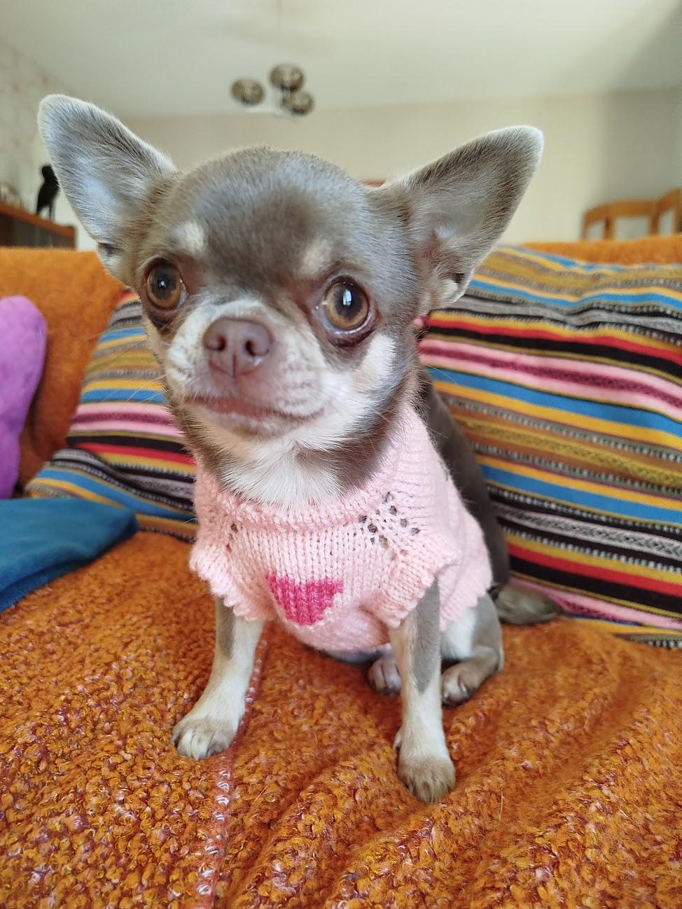 Pull Rosemary pour petit chien