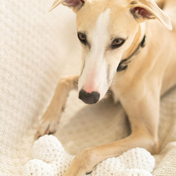 Doggo bone