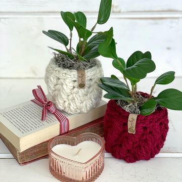 The Feathery Planter 080