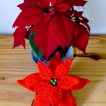 Christmas Poinsettia - Chocolate Orange Cover