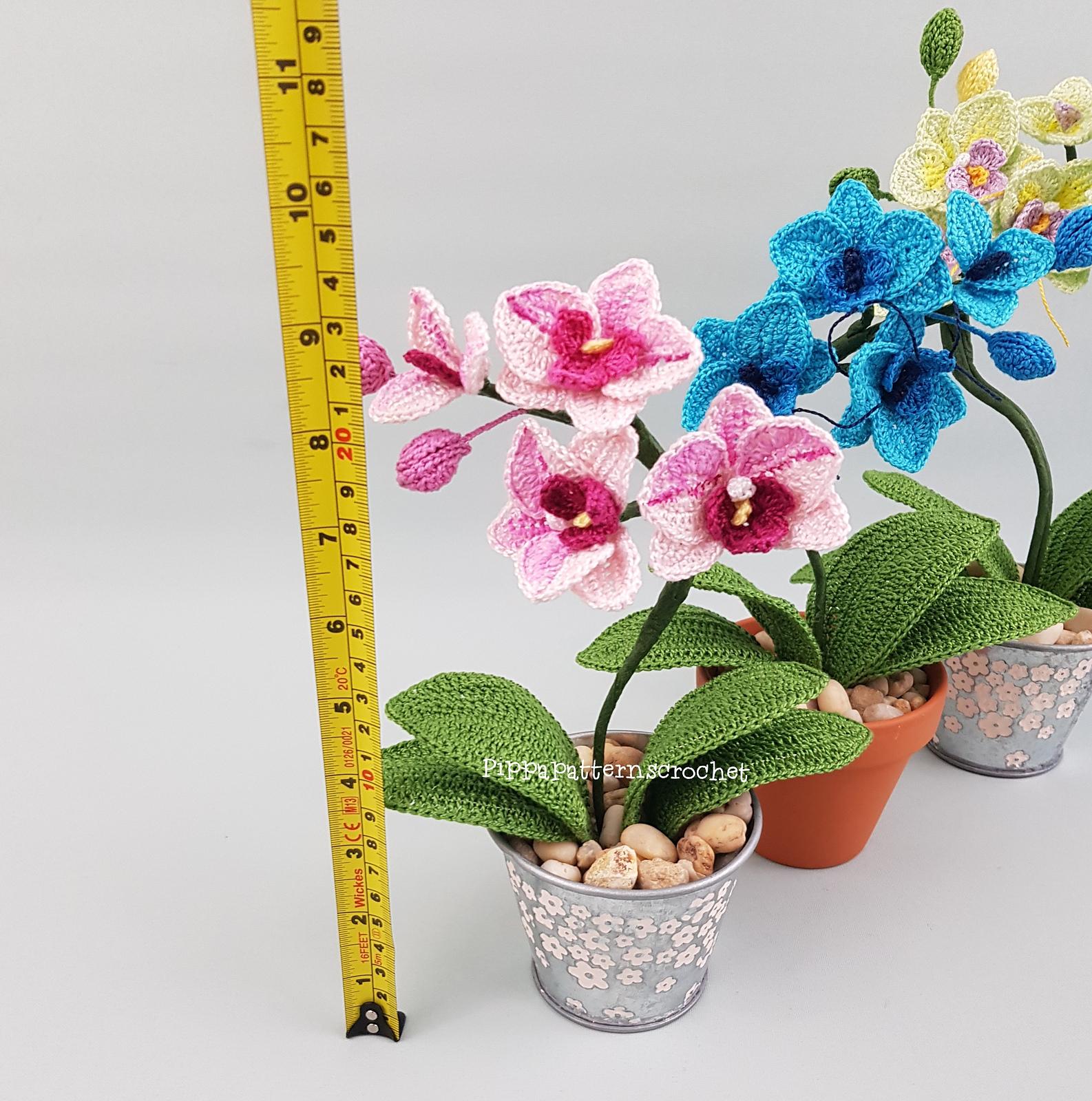 Mini Moth Orchid