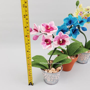 Mini Moth Orchid