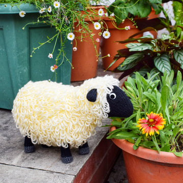 Sharon the Sheep