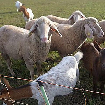 Shepherd beanie