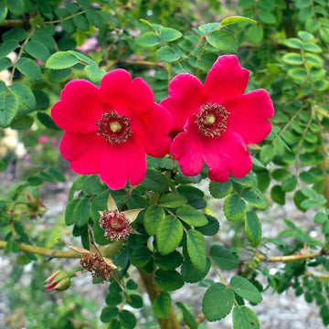 Rose Jam Mitts