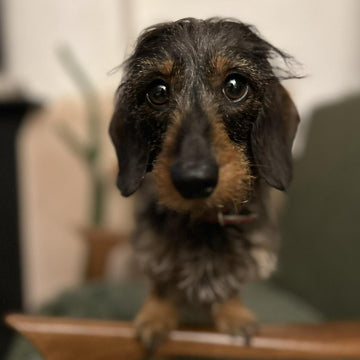 Tilly Sausage Dog