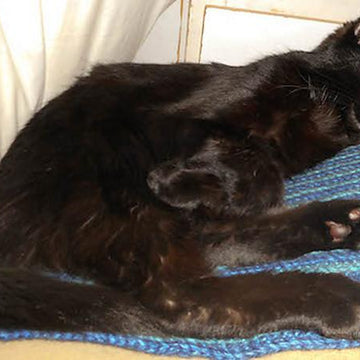 Mitered Square Pet Blanket