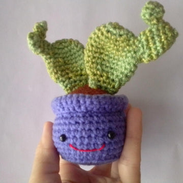 Nopal Cactus Happy