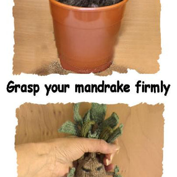 Mandrake Plant
