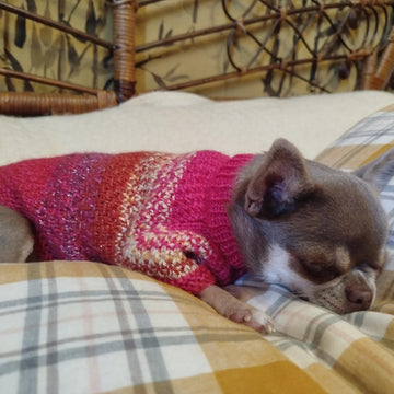 Pull Pepita