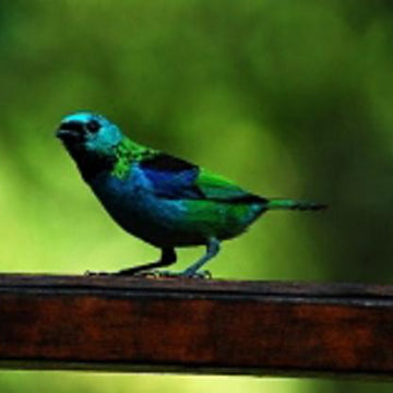 Tanager