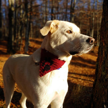 Matching cowl and dog bandana
