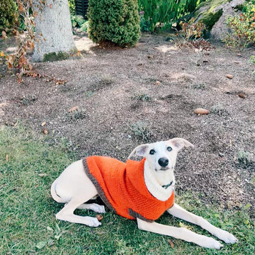 Doggo no 3