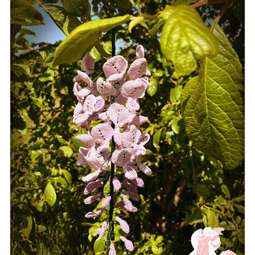 Wisteria