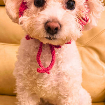 Cutie Pet Headband