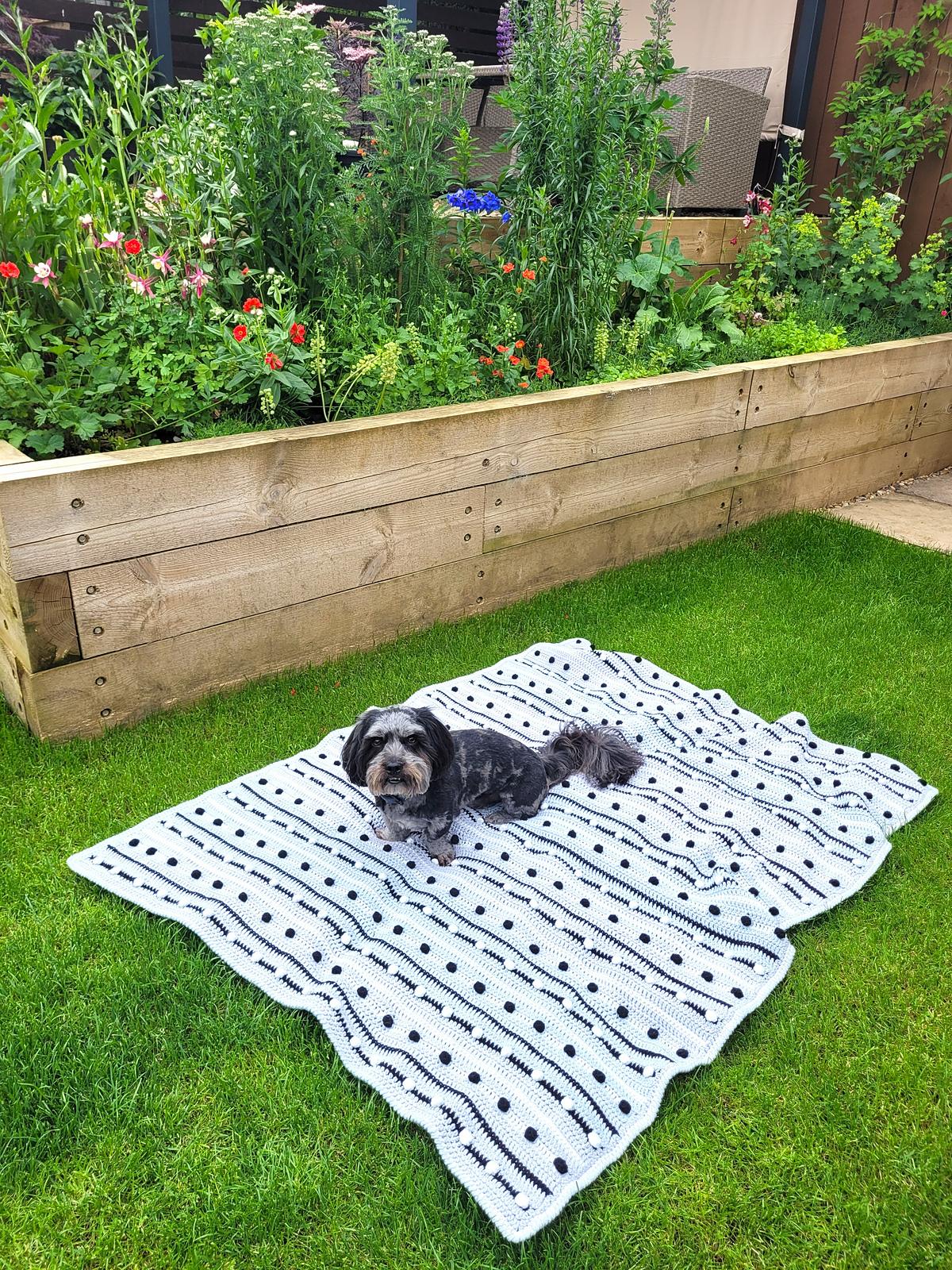 Dotty Dash Blanket