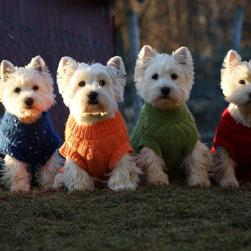 Dog Sweater TOPY FOUR LEGS