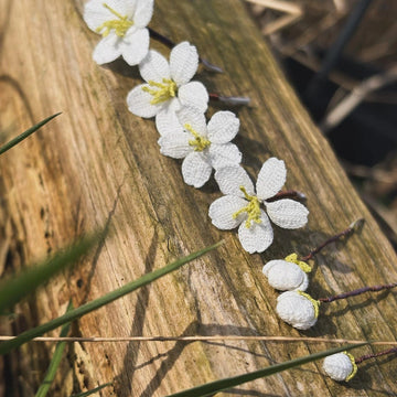 Cherry blossom branch