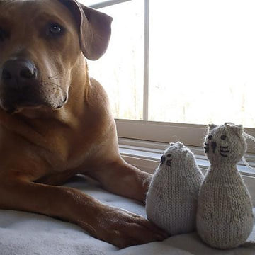 Poor Felines
