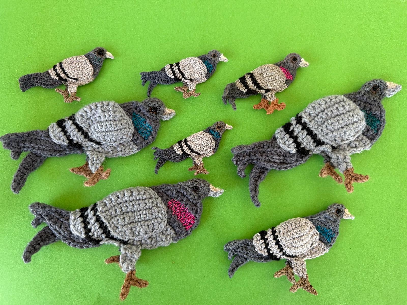 Pigeon
