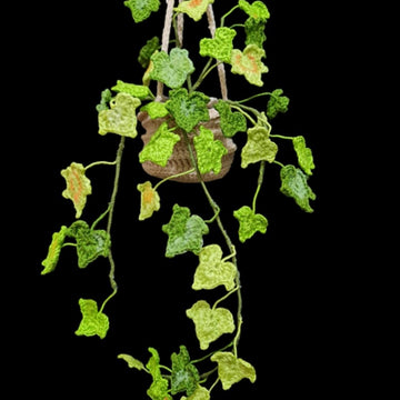 Ivy plant