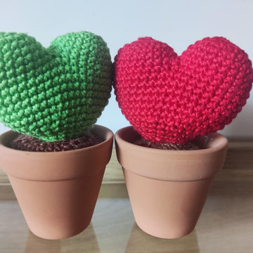 Hoya Plant Decoration