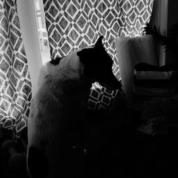 Bagel's Rainy Day