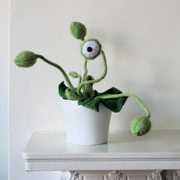 Cyclops Pot Plant