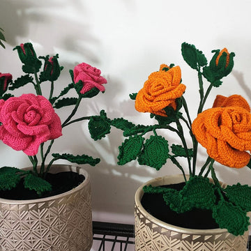 Rose Bush