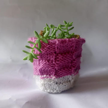 Bakers Basket Plant