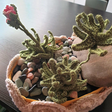 Succulent Hookeri Plant