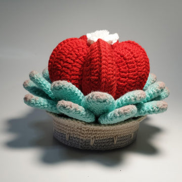 Heart Shaped succulent