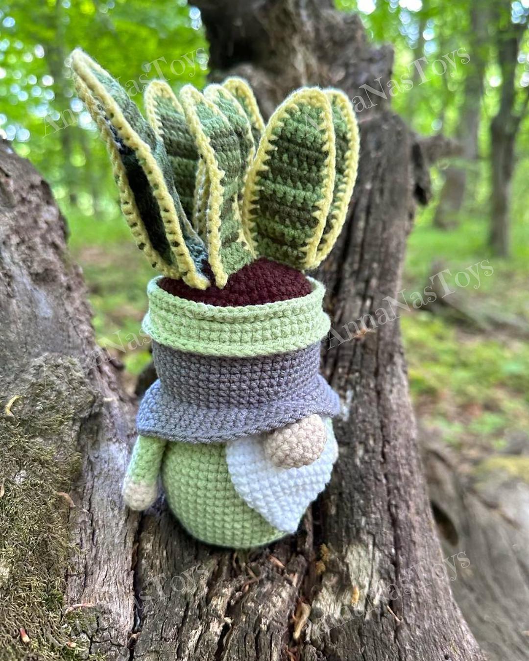 Gnome succulent Sansevieria-4