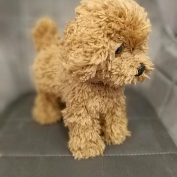Poodle dog standing