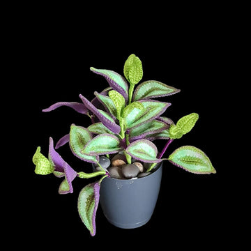 Crochet Tradescantia Zebrina plant