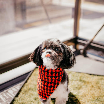 Pit Stop Bandana