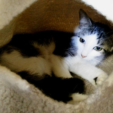 Felted Cat Cave/Bed