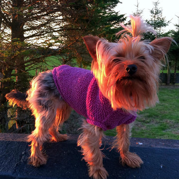 Cute Dog Sweater (4 sizes)