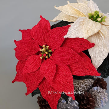 Poinsettia