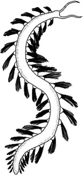 Burgessochaeta