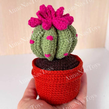 Cactus in a pot