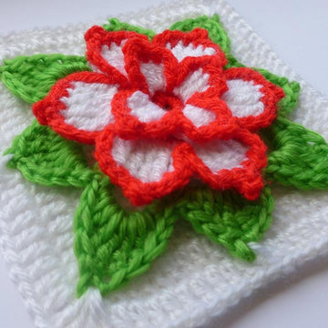 Poinsettia in square