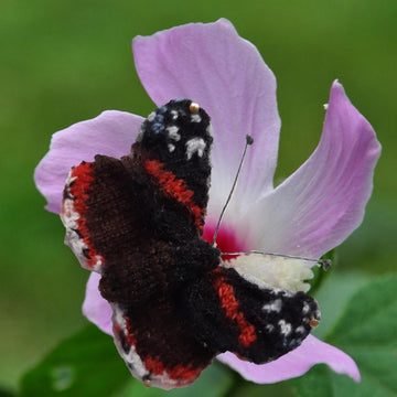 A Flutter of Butterflies