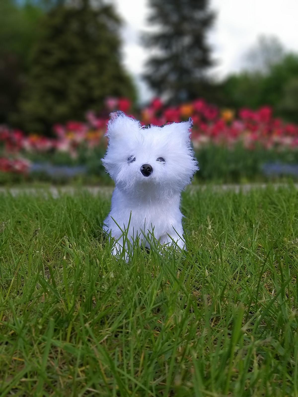 Realistic Dog Spitz