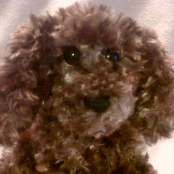 Pocket Puppy Dog
