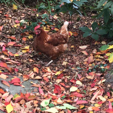 The Backyard Chooks Beanie