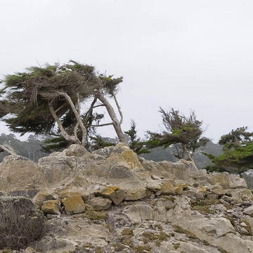 Windswept Forest