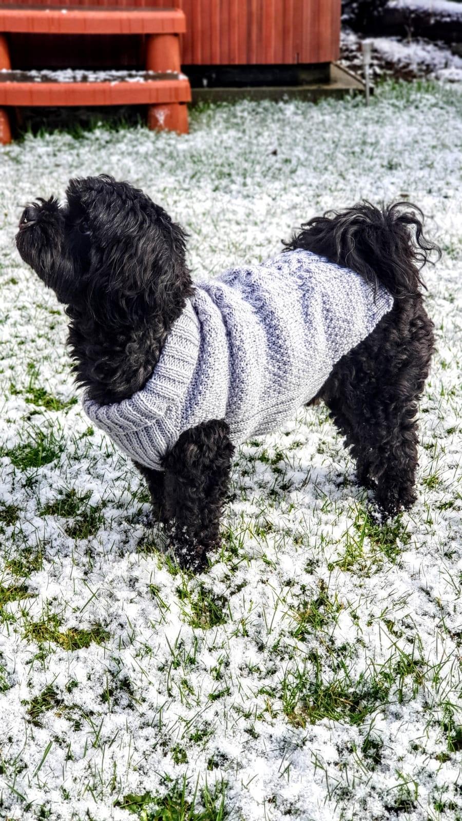 Dog Coat