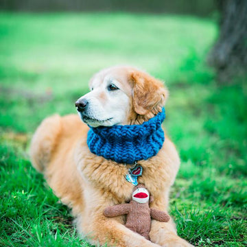 Canine Consort